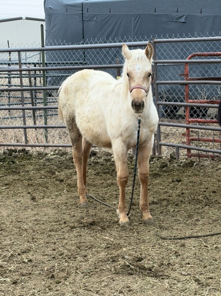 AQHA Palomino Filly