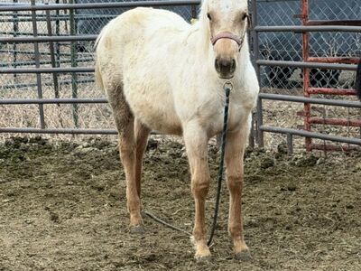 AQHA Palomino Filly