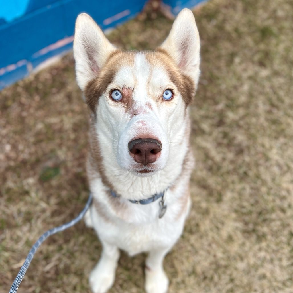 Hello my name is Hachiko