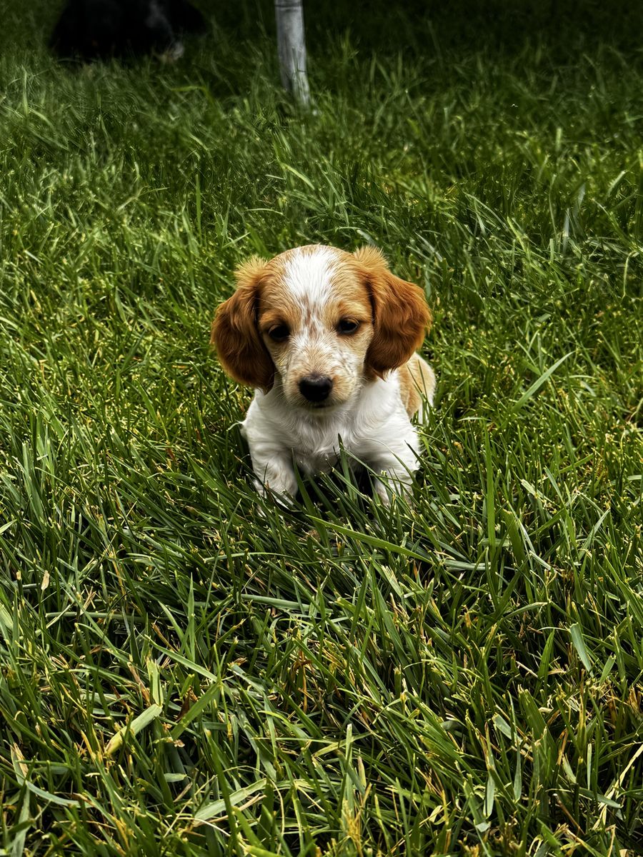 Adorable Miniature Longhair Dachshunds