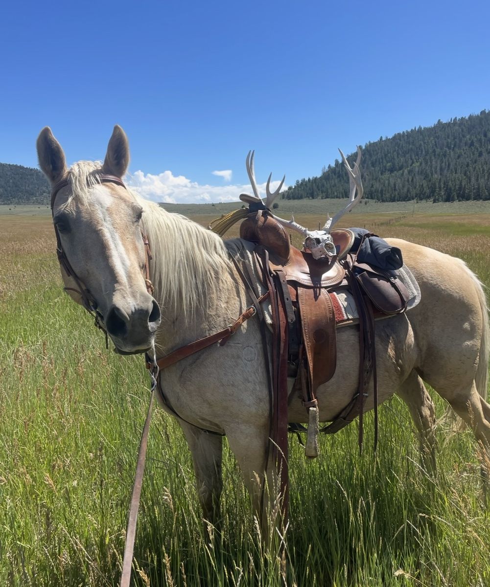 23 Year old mare