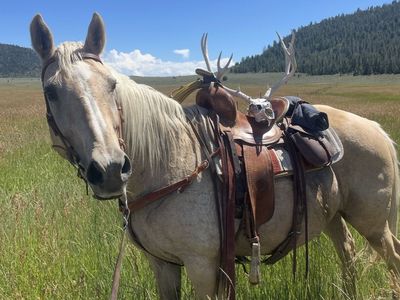 23 Year old mare