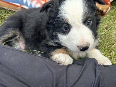 Border Collie Australian Shepherd Pups!