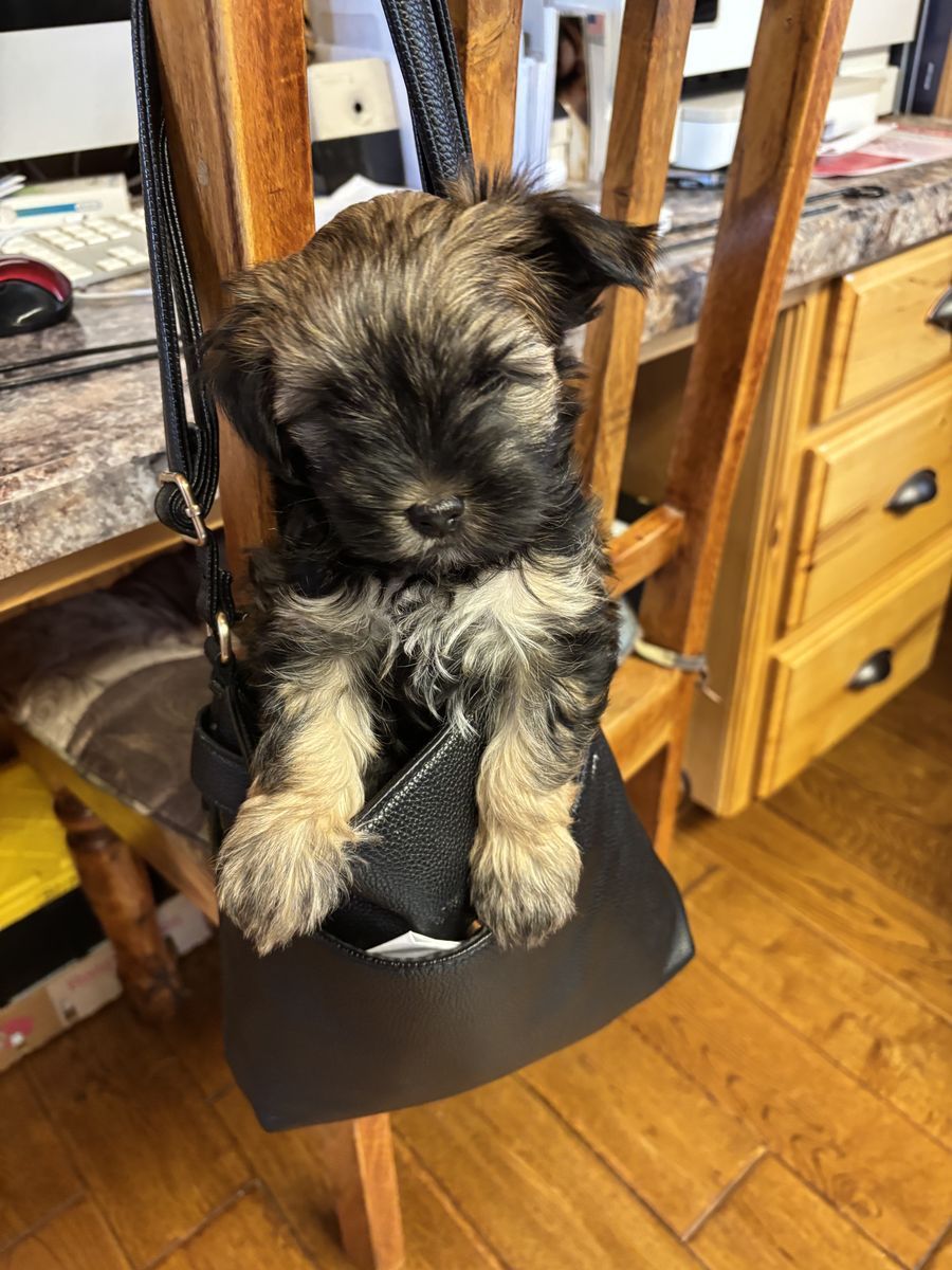 Yorkie male puppies
