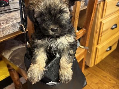 Yorkie male puppies