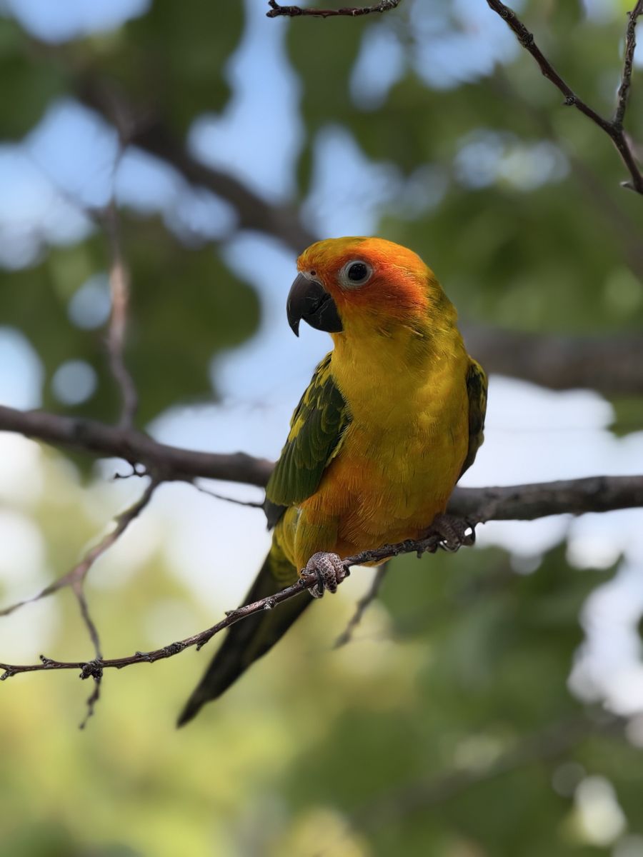 Sun Conure