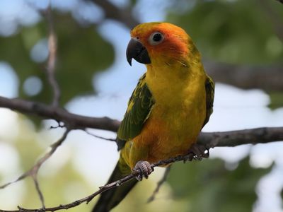 Sun Conure