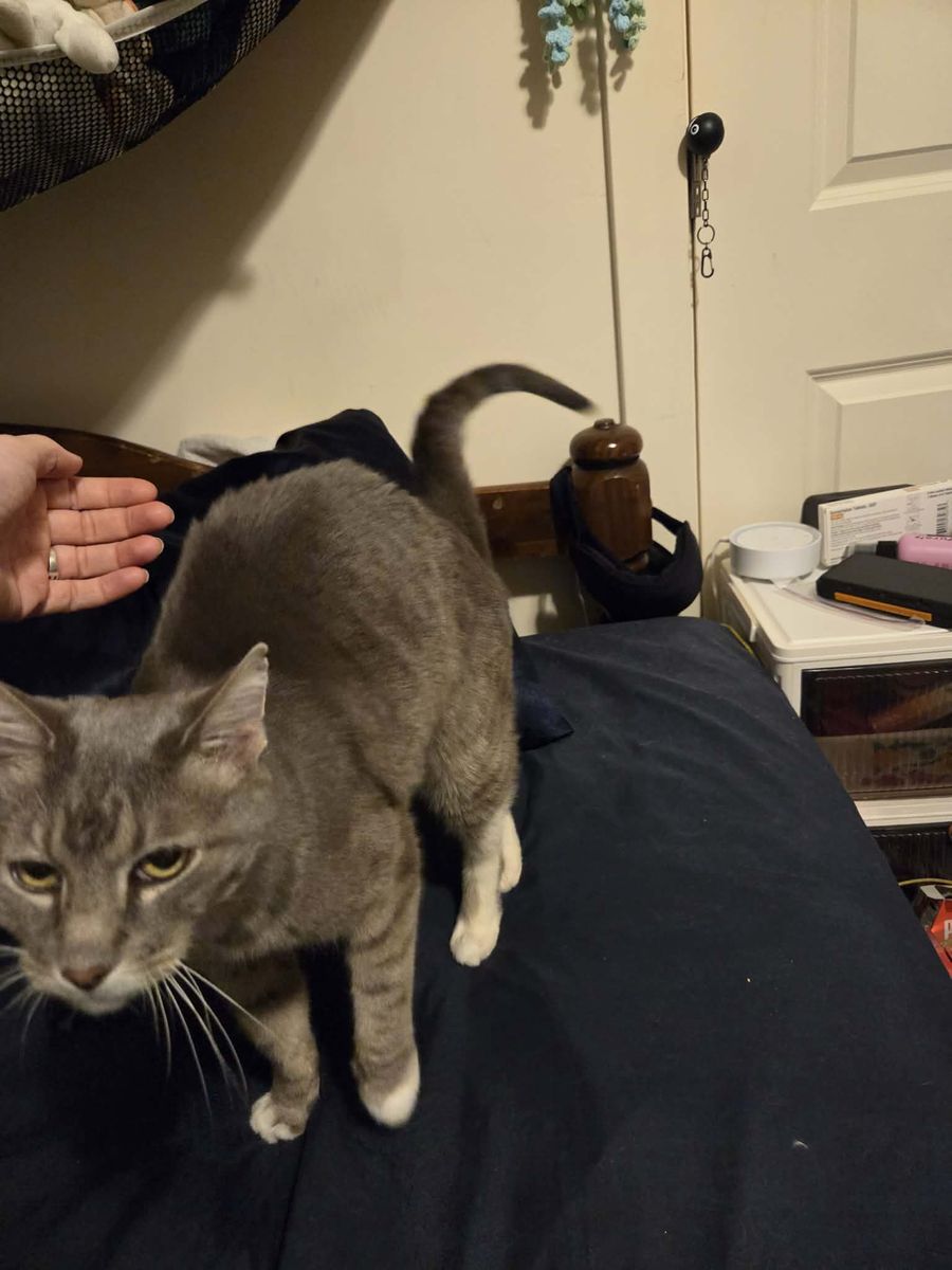 Silver Elder Tabby, Special Needs
