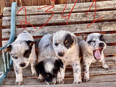Heeler Puppies