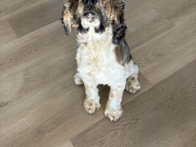 Male Cocker Spaniel