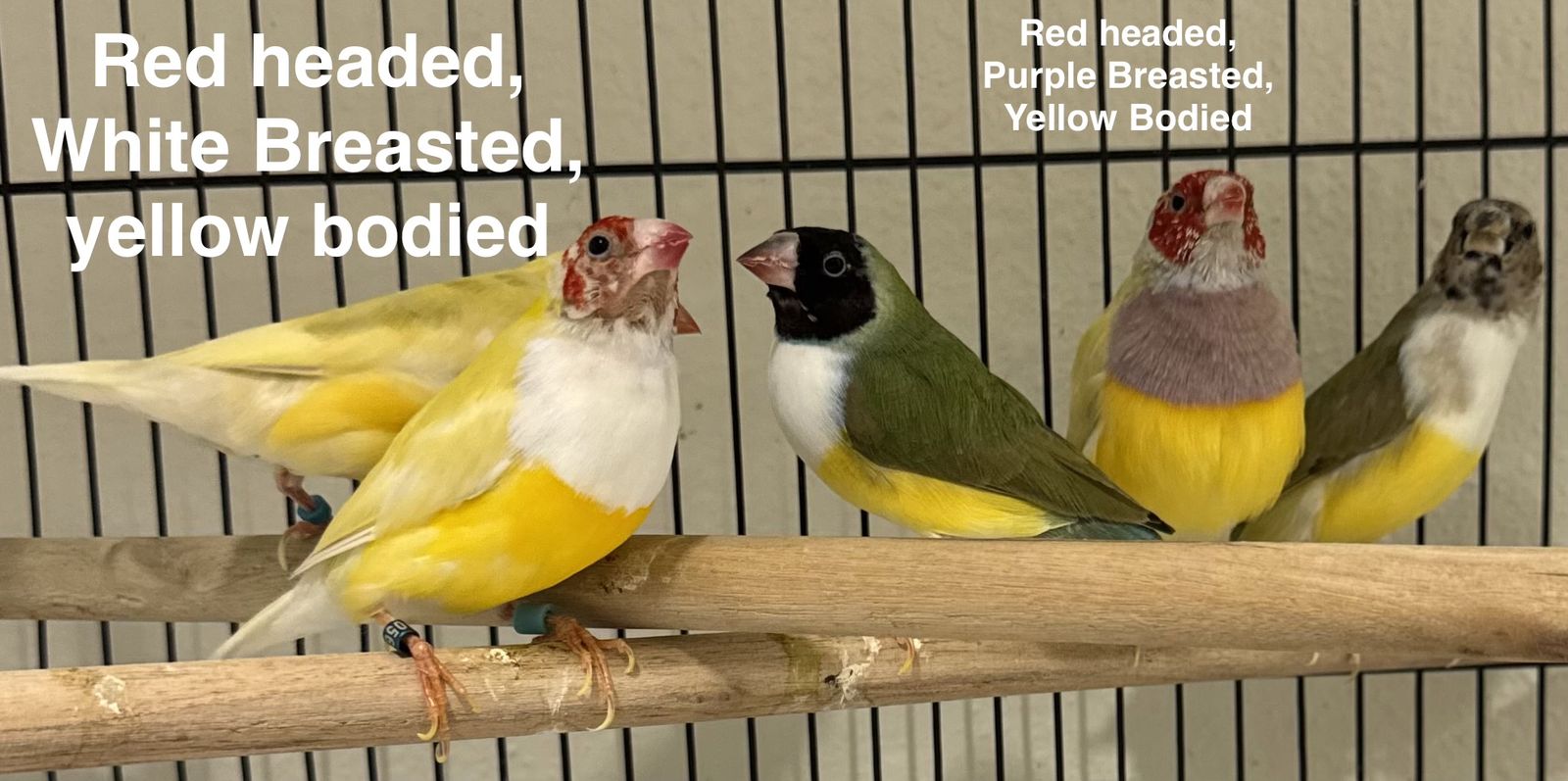 Lady Gouldian Finches