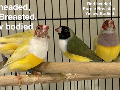 Lady Gouldian Finches