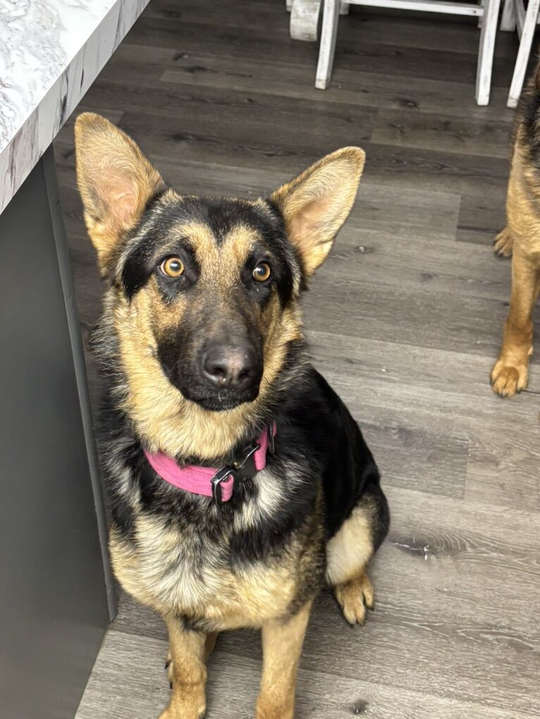 German Shepard- 1 Year Old Female