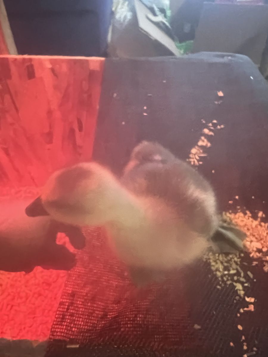 Baby Chinese geese