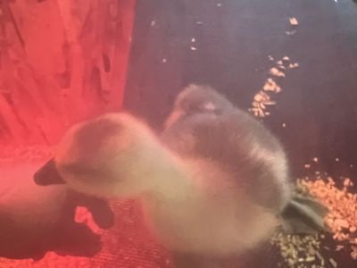 Baby Chinese geese