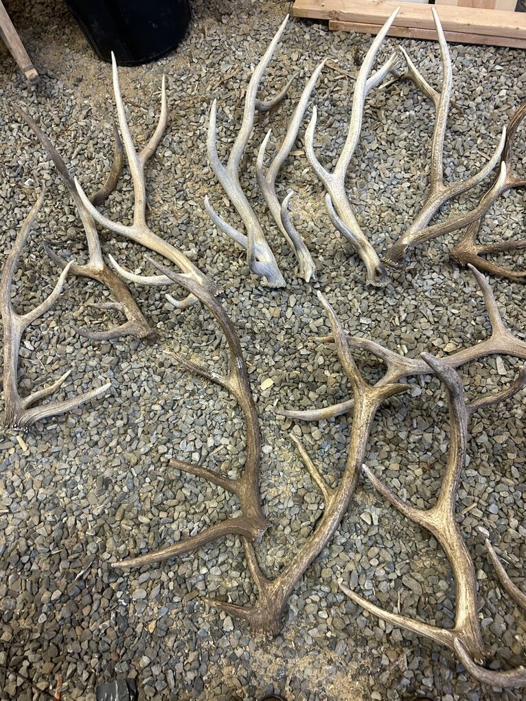 Elk Antlers Decoration