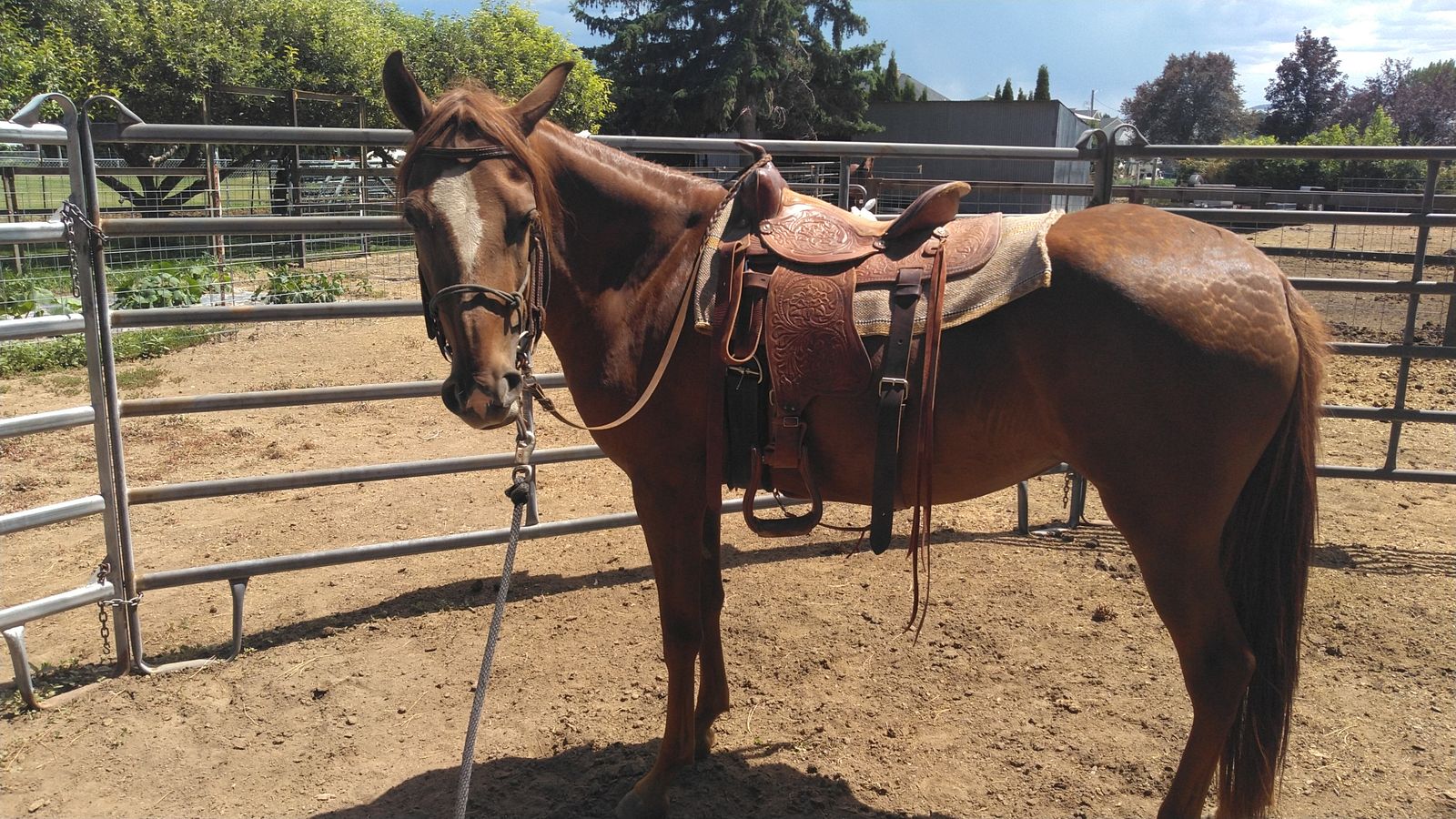 Paso Fino Filly