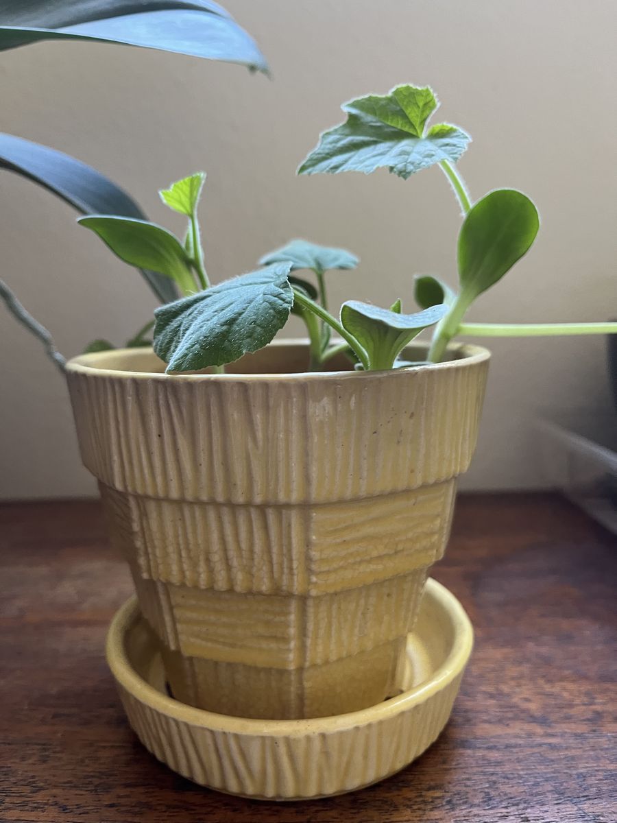 Small Yellow McCoy Planter