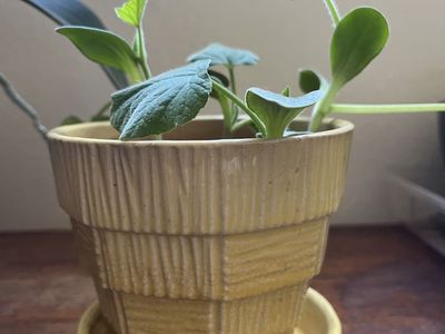 Small Yellow McCoy Planter