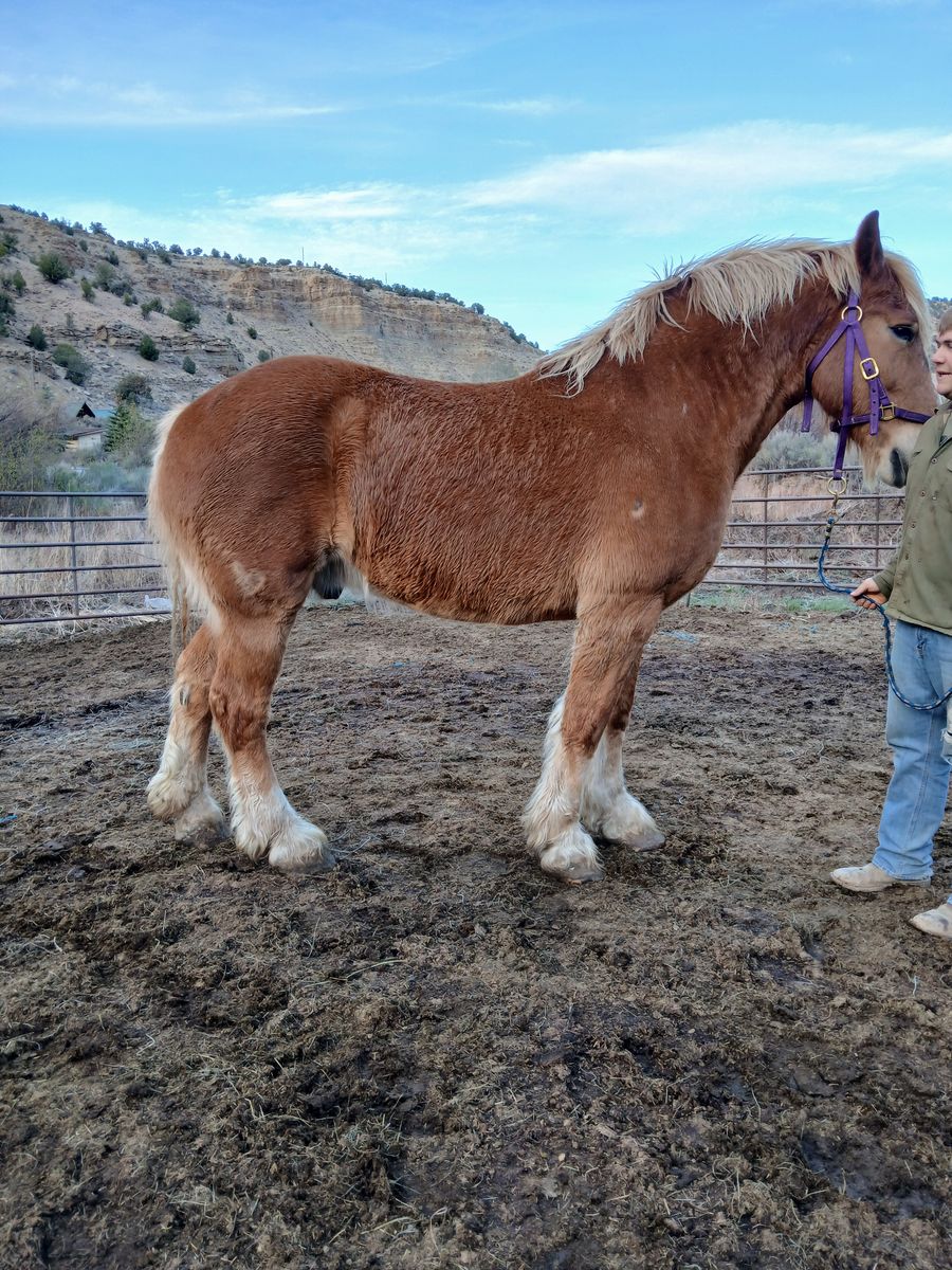 Belgian gelding