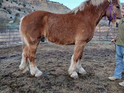 Belgian gelding