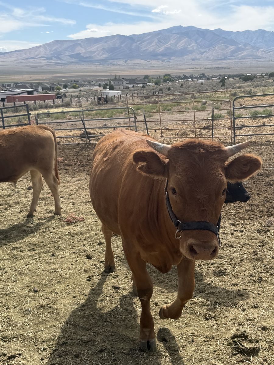 18 month Akaushi Waygu Heifer 