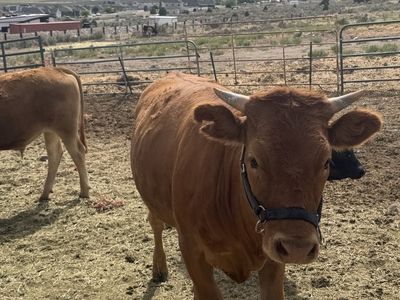 18 month Akaushi Waygu Heifer