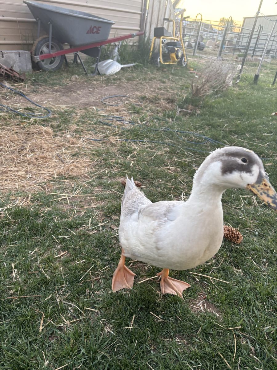 Two drake ducks