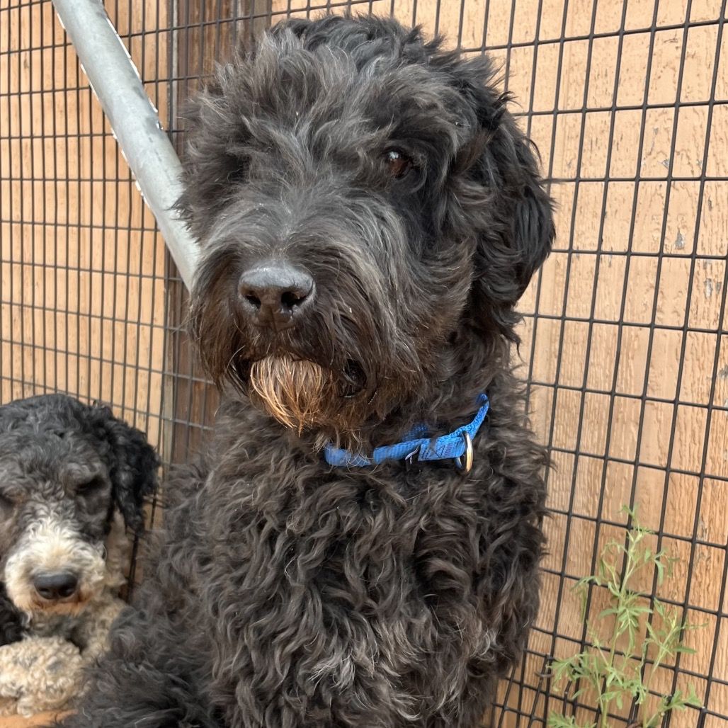 Hello my name is Junebug