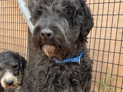 Hello my name is Junebug