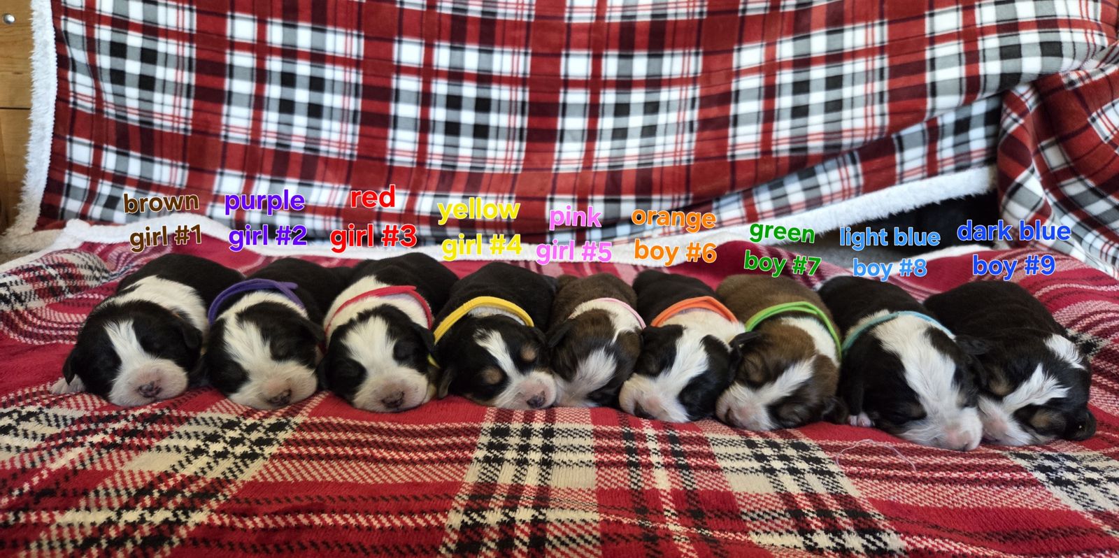 Bernese/Collie puppies