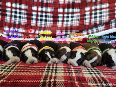 Bernese/Collie puppies