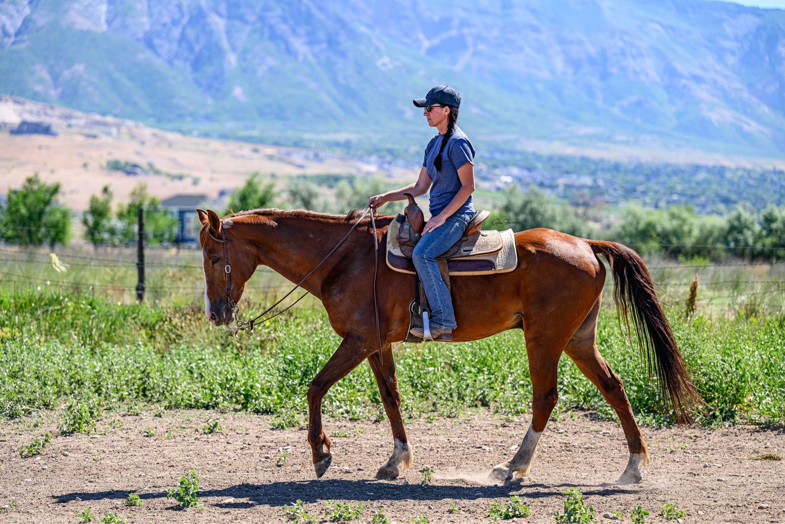 Registered Half-Arabian Gelding