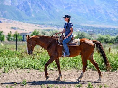 Registered Half-Arabian Gelding