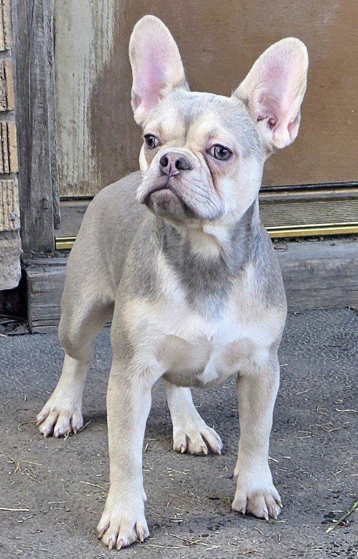 AKC French Bulldog Female Puppy