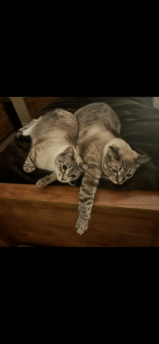 Rehome cats