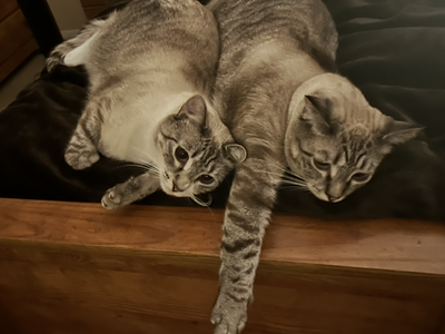 Rehome cats