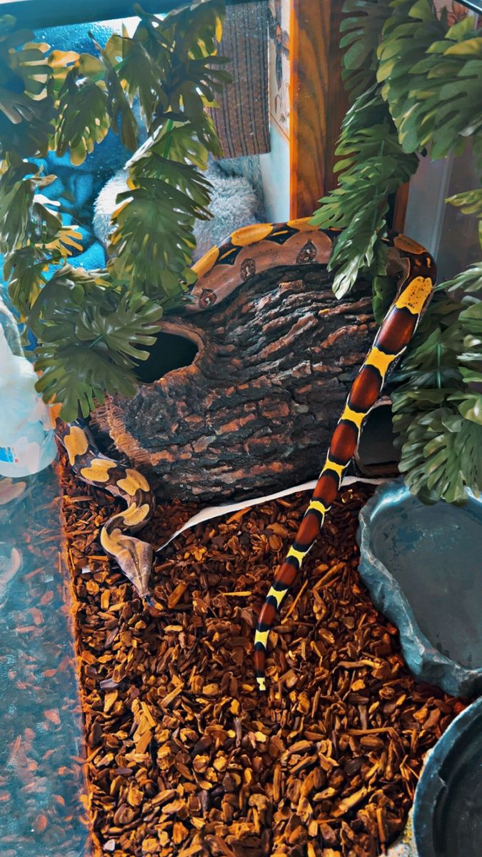 Red Tailed Boa For Trade Or Sale