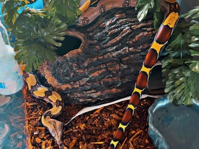 Red Tailed Boa For Trade Or Sale