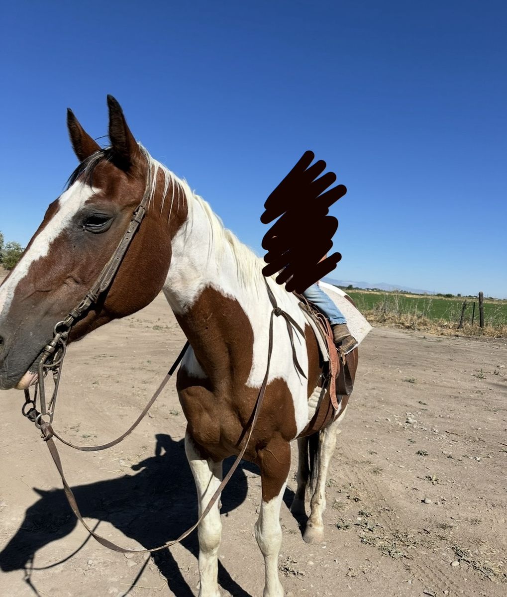 Senior Mare - Gentle, Blind in One Eye, Kids/Pasture Companion Horse