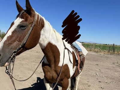 Senior Mare - Gentle, Blind in One Eye, Kids/Pasture Companion Horse