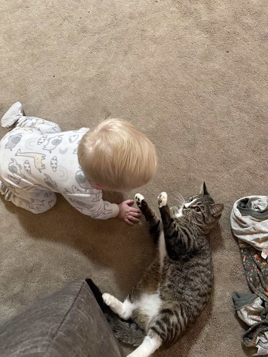 Female “Kid Friendly” Cat