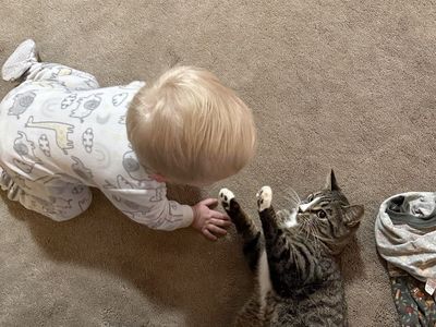 Female “Kid Friendly” Cat