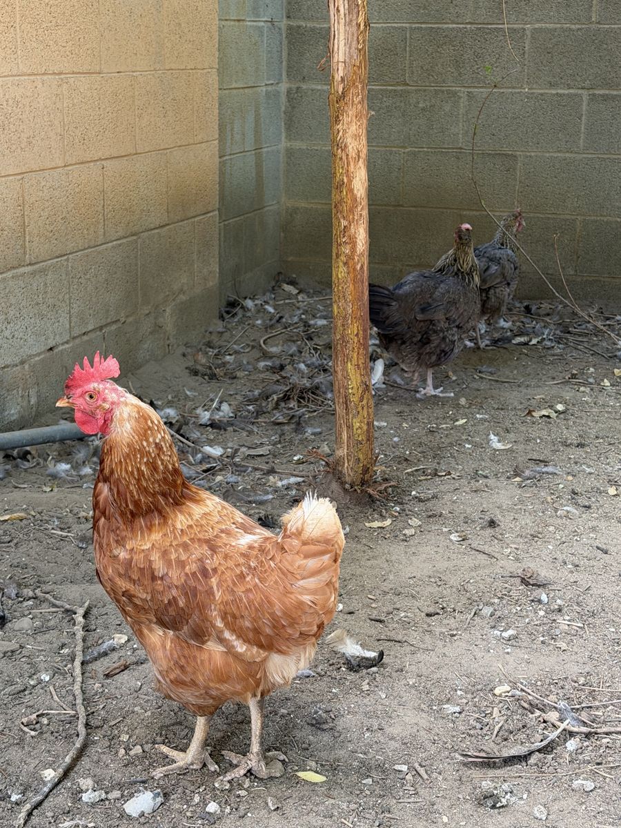 10 Chickens and supplies