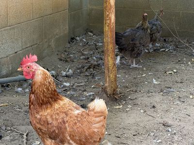 10 Chickens and supplies