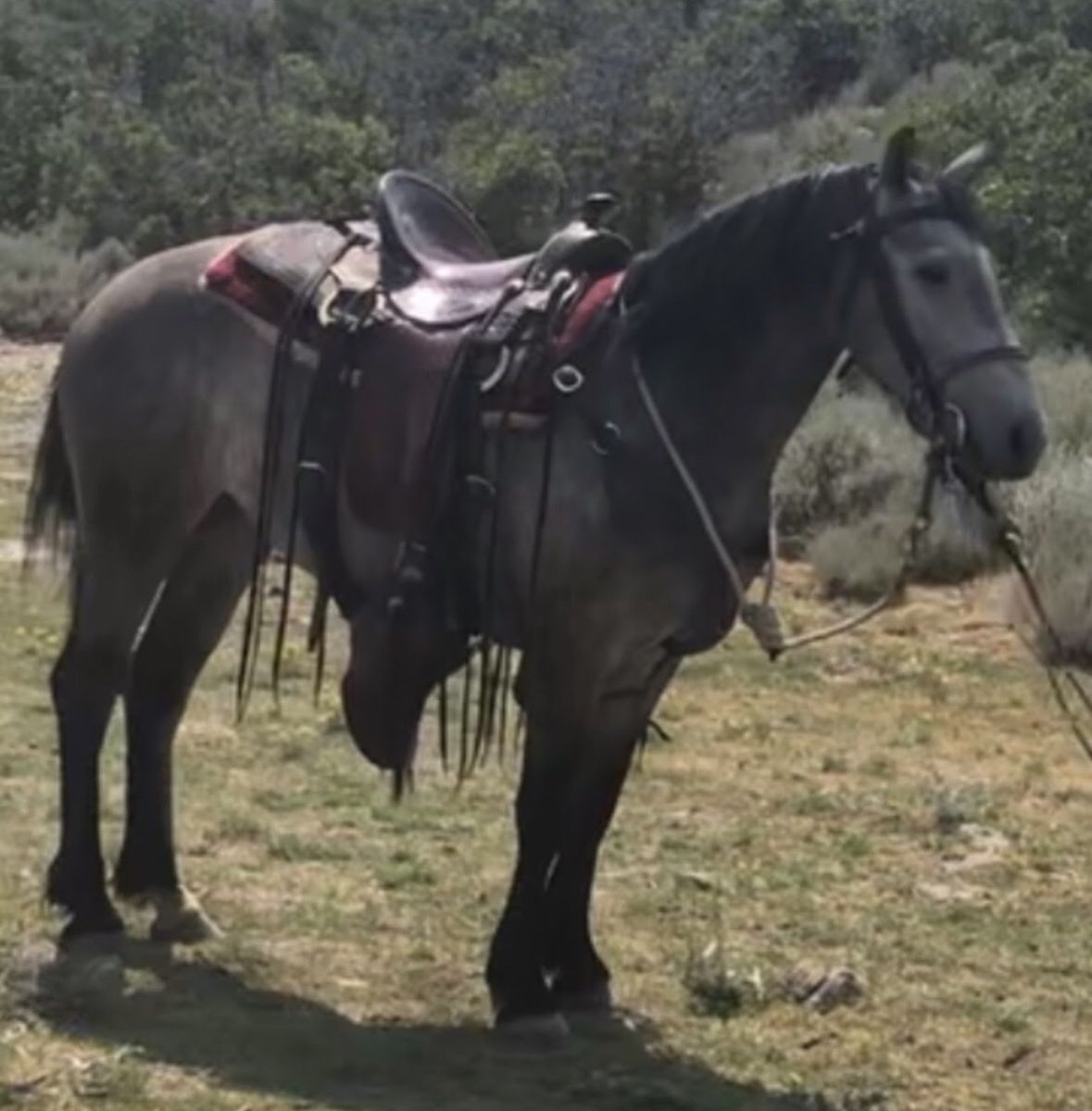 Perfect trail saddle