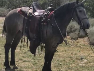 Perfect trail saddle