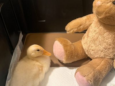 Little One the Duckling