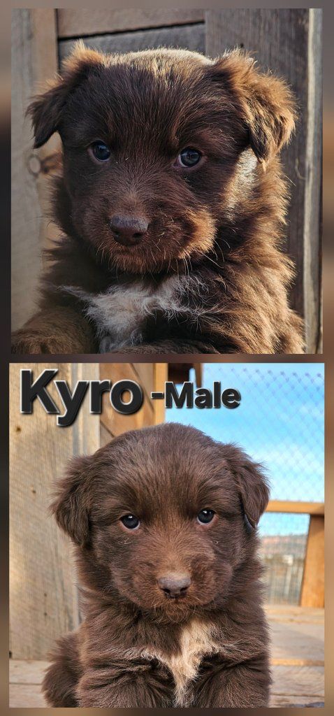 Adorable Full Breed Aussie Puppies