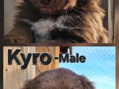 Adorable Full Breed Aussie Puppies